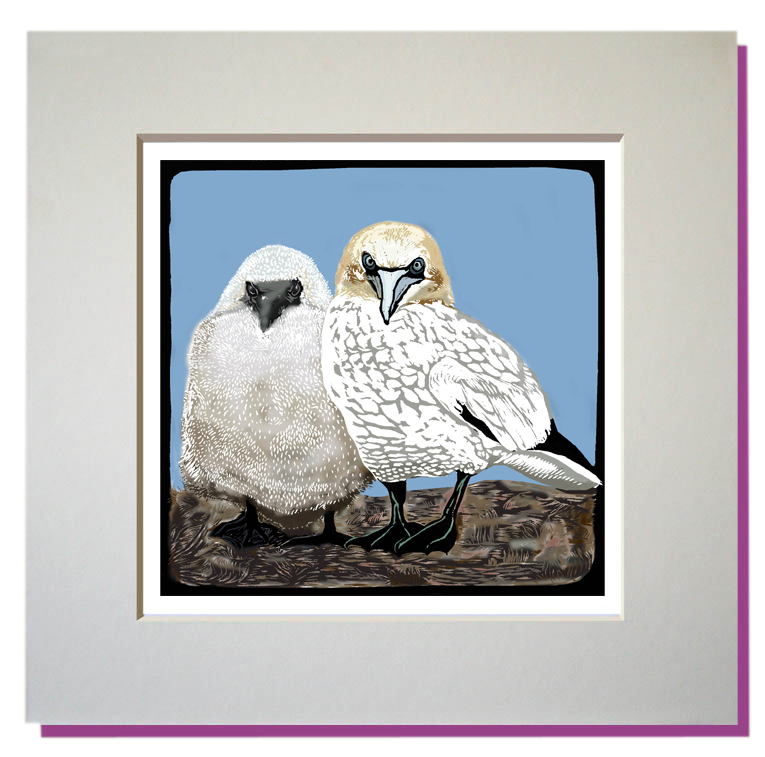 small print gannet and chick
